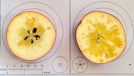 Watercore in Apples