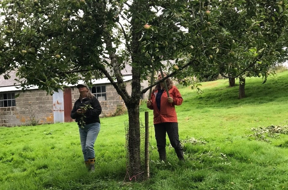 Summer Pruning & Grafting Courses