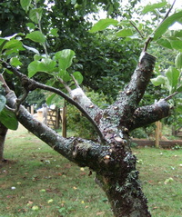 Grafting Pruning